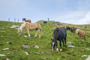Obraz premium Horses on mountain pastures at Porezen mountain, Slovenia.