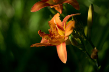 Obraz premium kwiat w słońcu bokeh