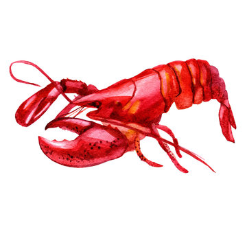 Watercolor illustration of seafood. Crayfish
