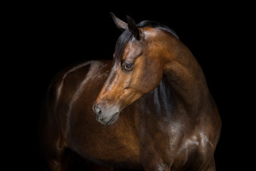 Beautiful bay horse portrait close up on black background