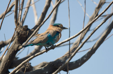 Indian Roller