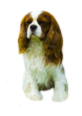 Cavalier King Charles Spaniel. Portrait of cavalier King Charles Spaniel. Spaniel. Cocker spaniel on the white background