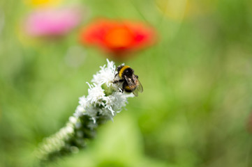 kwiat w słońcu bokeh © Marcin