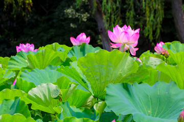 The Lotus Flower.Background is the lotus leaf and lotus bud  and lotus flower and tree.Shooting location is Yokohama, Kanagawa Prefecture Japan.