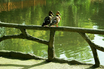 Patos en un lago del parque del Infante Don Pedro en Aveiro, Portugal