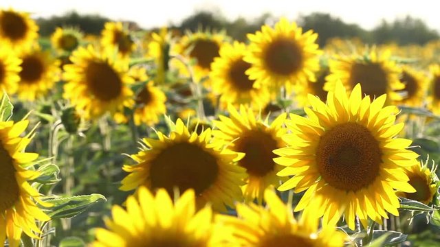 Amazing beauty of sunflower field with bright sunlight on flowers