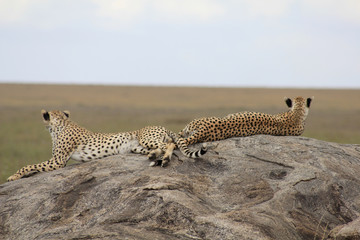 Guépards du Serengeti