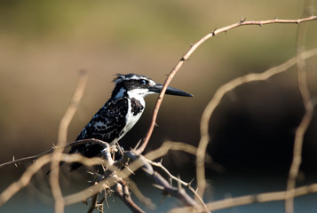 Pied Kingfisher