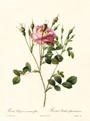Old illustration of Rosa rubiginosa anemone flora. Created by P. R. Redoute, published on Les Roses, Imp. Firmin Didot, Paris, 1817-24