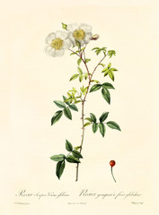 Old illustration of Rosa semper-virens globosa. Created by P. R. Redoute, published on Les Roses, Imp. Firmin Didot, Paris, 1817-24