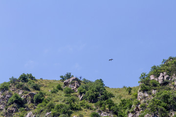 Eagle flying over the rocks