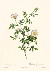 Old illustration of Rosa sepium rosea. Created by P. R. Redoute, published on Les Roses, Imp. Firmin Didot, Paris, 1817-24