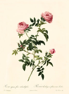 Old illustration of Rosa sepium flore submultiplici. Created by P. R. Redoute, published on Les Roses, Imp. Firmin Didot, Paris, 1817-24