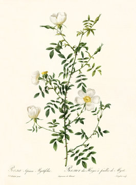 Old illustration of Rosa sepium myrtifolia. Created by P. R. Redoute, published on Les Roses, Imp. Firmin Didot, Paris, 1817-24
