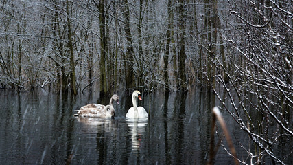 łabędzie zimą © Marcin