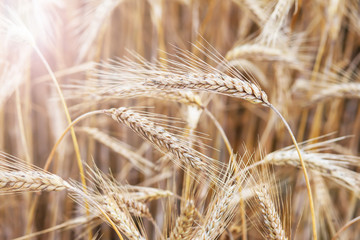 wheat on farm field