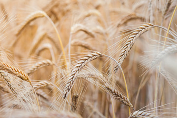 wheat on farm field