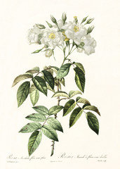 Old illustration of Semi-Double Musk Rose (Rosa moschata plena). Created by P. R. Redoute, published on Les Roses, Imp. Firmin Didot, Paris, 1817-24 - obrazy, fototapety, plakaty