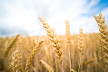 A field of ripe wheat road and a blue sky with clouds. Panoramic view