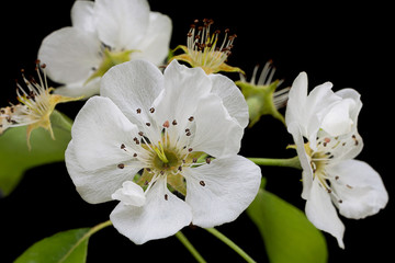 Pear blossom flower on black