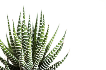 Haworthia fasciata cactus or Mah Lai isolated on white background