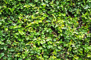Green leaves wall with copyspace texture background