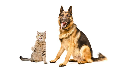 Funny cat Scottish Straight and German Shepherd dog, isolated on white background