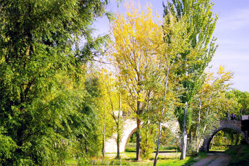 Árboles y arbustos en el jardín del parque forestal