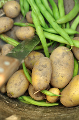 Gartenernte (Kartoffeln und grüne Bohnen)