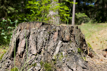 Stump of the trunk after felled old tree