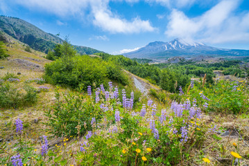 The breathtaking views of the volcano. Amazing valley of flowers. Hummocks Trail. Mount St Helens National Park, South Cascades in Washington State, USA