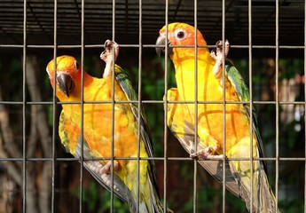 Yellow parrot in the cage
