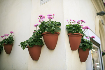 Fototapeta na wymiar pink flowers in the wall