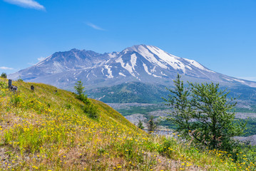 The breathtaking views of the volcano. Amazing valley of flowers. Hummocks Trail. Mount St Helens National Park, South Cascades in Washington State, USA