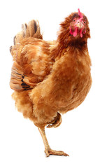 Brown hen isolated.