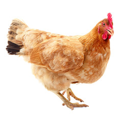 Brown hen isolated.