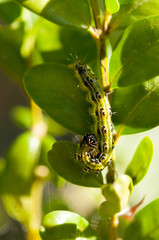 Caterpillar as a pest eating buxus leaves