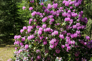 Fototapeta premium Rhododendron in a forest environment