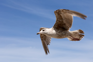 Seagull in flight in air on blue sky