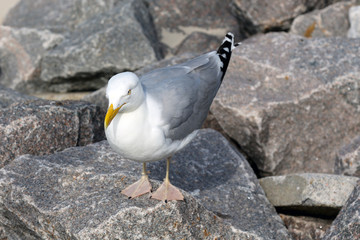 Seagull stands on rocks