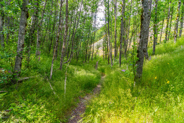 Beautiful green forest. Hummocks Trail. Mount St Helens National Park, South Cascades in Washington State, USA