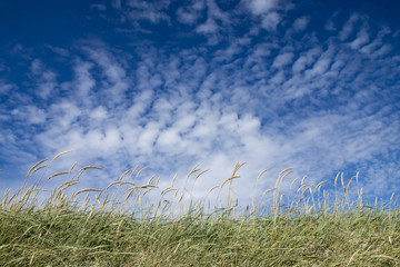 D&auml;nemark 2017 - 0163