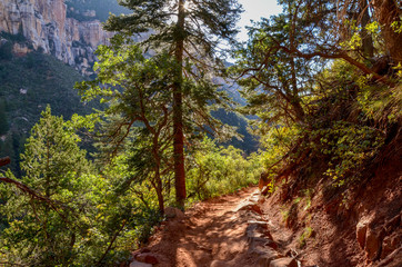 dirt trail passing through ponderosa pine forest on the slopes of Roaring Springs Canyon
North Kaibab trail, North Rim, Grand Canyon National Park, Arizona, USA