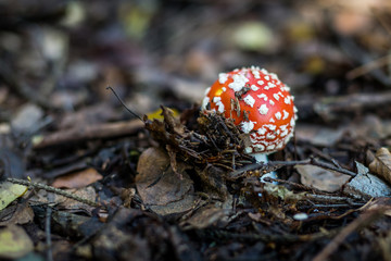 muchomor w liściach © Marcin