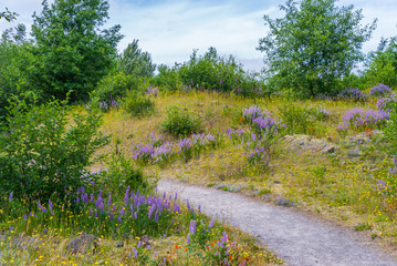 Beautiful flowers along an amazing Hummocks Trail. Mount St Helens National Park, South Cascades in Washington State, USA