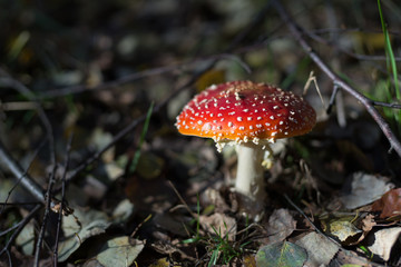 muchomor w liściach © Marcin