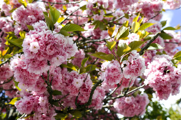 Pink flowers during springtime