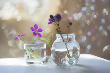 Geranium and thistle in vases indoors on a sunny background