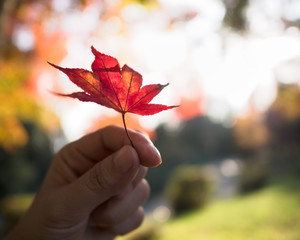 left hand holding red maple leaf in colorful autumn, japan