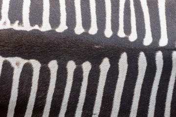 Pattern of zebra skin useful for background
